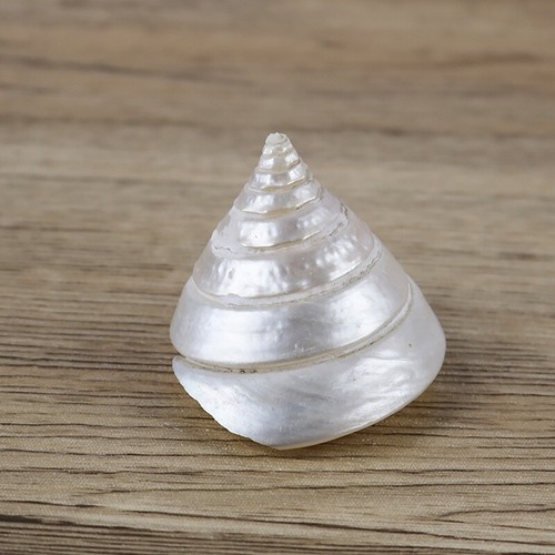 1pc natürlich muschel - natürlich,