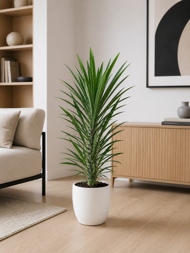 Madagaskarpalme pachypodium - madagaskarpalme,