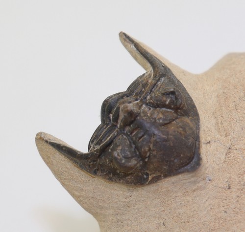Trilobit metacanthina - trilobit,,