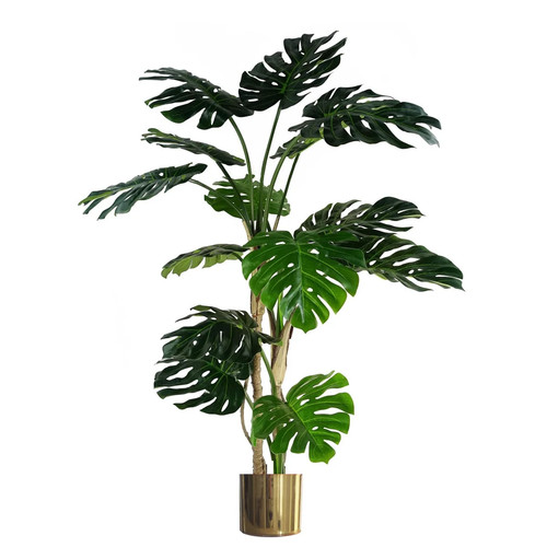 150 luxus monstera - (5,