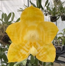 Phalaenopsis yaphon yellow - phalaenopsis,