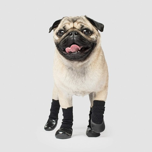 Canada pooch hunde slouchy - canada,