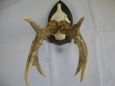 Traumbock,450 Gr.,Sammler,bock,rehgeweih,Rehbock,Geweih,Reh,Jagdtrophäe