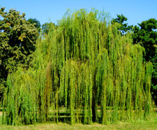 Gelbe Trauerweide Setzlinge in Topf Jungpflanze Hängeweide zum anpflanzen Garten