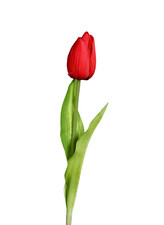 Künstliche papagei tulpe rot - papagei,