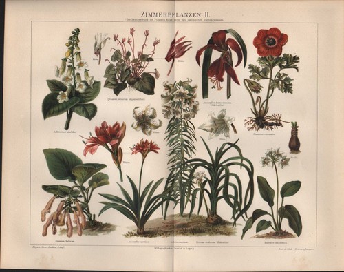 Chromo lithografie 1897 - chromo-lithografie,