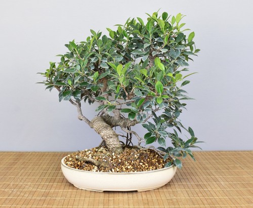 Bonsai indoor feige - indoor,,