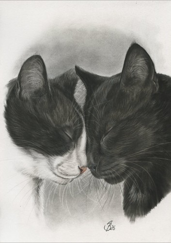 Love cat cats - love,