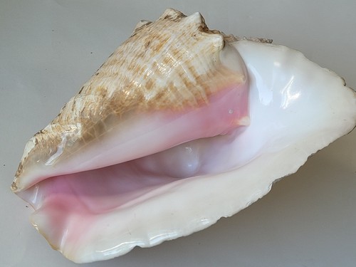 Große meereschnecke - große,