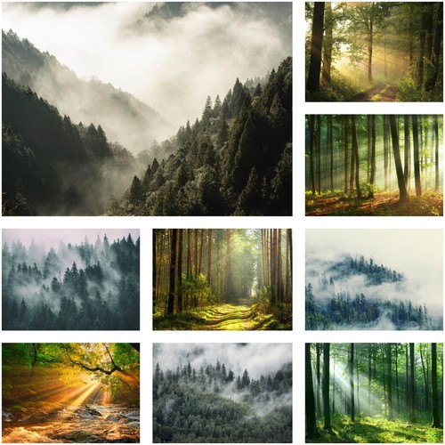 Selbstklebende fototapete wald - fototapete,