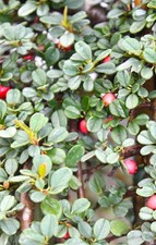 5 Stück Bodendecker Zwergmispel Coral Beauty Cotoneaster dammeri 20 -30 cm