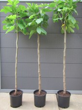Ficus carica  süßer Frucht Feigenbaum Pflanze 150-170cm Frosthart