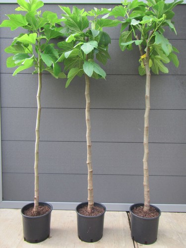 Ficus carica süßer frucht - carica,