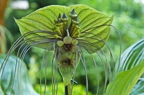 8000709 grüne tacca - 8000709,