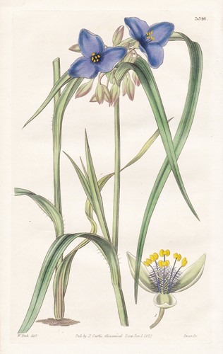 Tradescantia caricifolia texas - tradescantia,