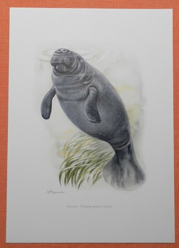 Karibik manati trichechus - karibik-manati,