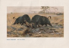 Kaffernbüffel im Kampf