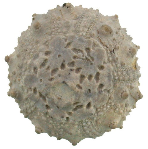Kreide hyposalenia lardy - kreide,
