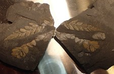 Farn Positiv und Negativ