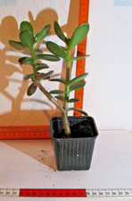 Geldbaum Pfennigbaum  Crassula ovata   ca. 20 cm groß