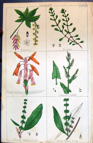 Old barberry purslane - barberry,
