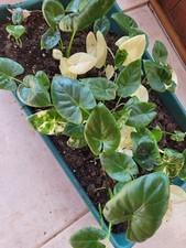  Alocasia Macrorrhiza Variegata 1 Rhizom