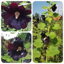 Schwarze Stockrose Malve