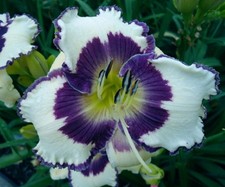 Taglilie, daylily