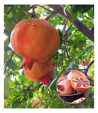 Granatapfel, 1 Pflanze Punica granatum