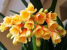 Große  Clivia Cyrtanthiflora