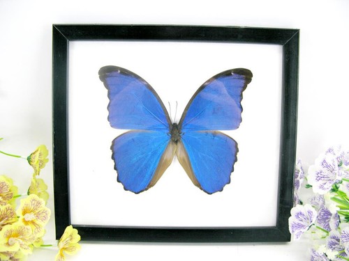 2te wahl morpho didius - 2te,