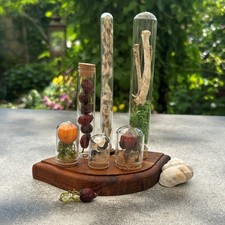 Viktorianische Herbarien