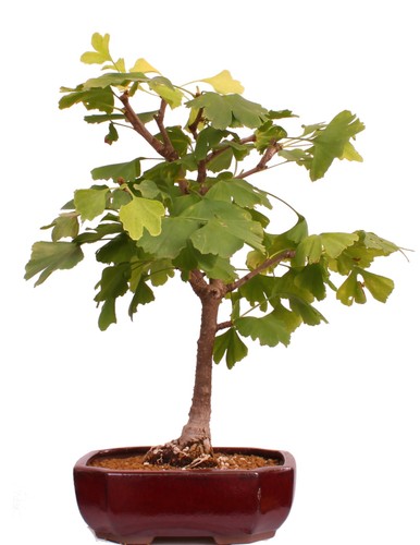 Bonsai ginkgo biloba - -,