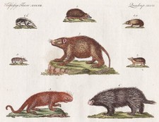 Igel Tendrac Urson Baumstachelschwein Stacheltier hedgehog Bertuch 1796