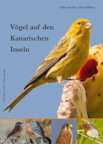 Vögel auf den - , kanarischen