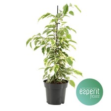 Ficus benjamina ‘Samantha’