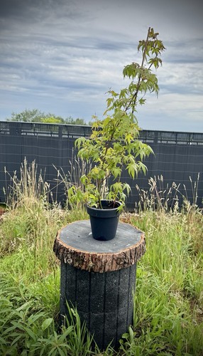 Acer arakawa bonsai pflanze - acer,