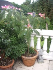 1 x Winterharter Schlafbaum (Seidenbaum) - Albizia julibrissin 1,5 Liter