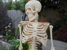 Menschliches Skelett 34 ''