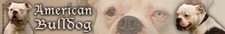 AMERICAN BULLDOG Bull Dog