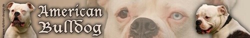 American bulldog bull dog - bull,