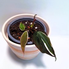 Philodendron micans albo