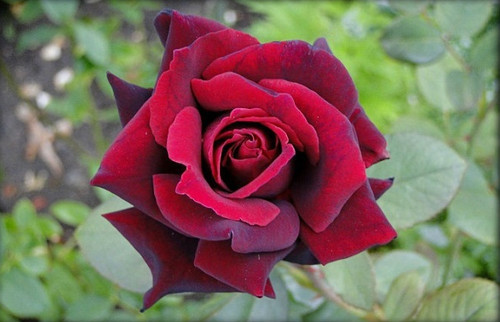 Bordeauxrote edelrose auf - edelrose,