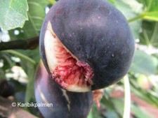 Ficus carica 'Violet de