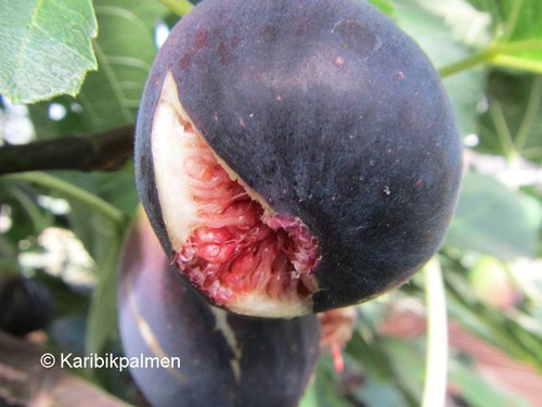 Ficus carica violet - 'violet, de