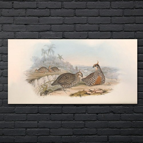 Vögel wild tiere zeichnung - tiere,