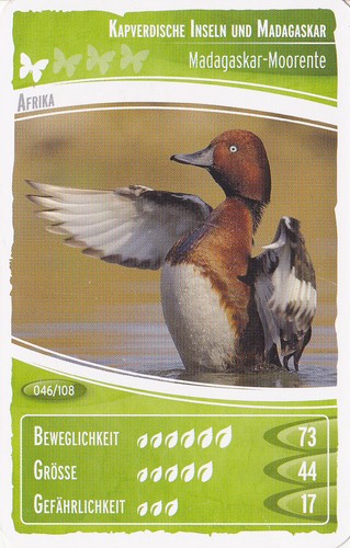 Netto ozeanien - netto,