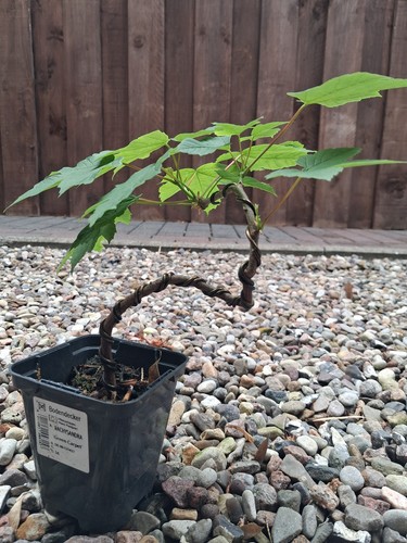 Bergahorn pre bonsai - bonsai,,
