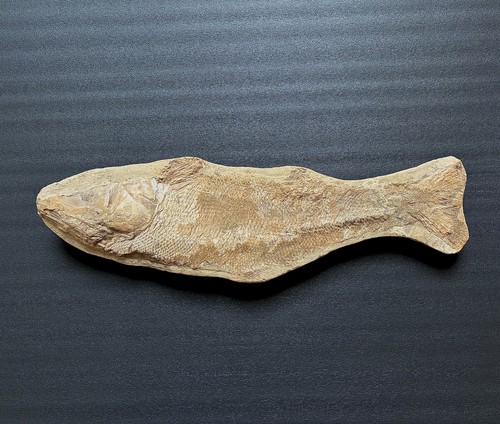 Großer fisch fossil sehr - großer, /