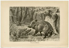 Wildschwein Wald Frischlinge